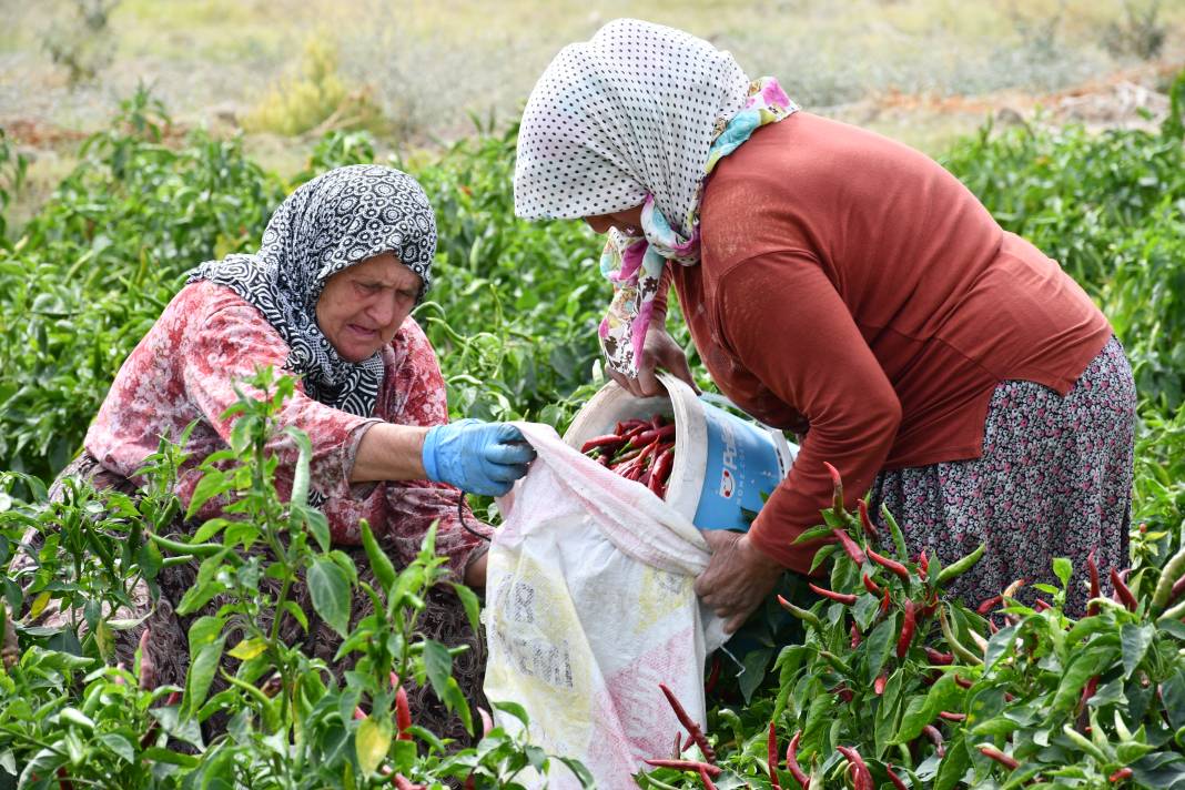 Osmanlı'dan günümüze balkondan da sofraya! Tescilli acı biberin hikayesi 11